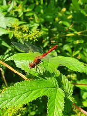 Sympetrum sanguineum