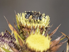 Tetraloniella hohmanni