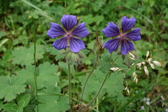 Geranium platypetalum