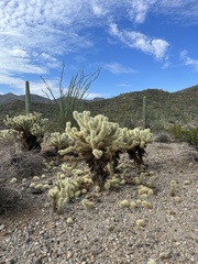 Cylindropuntia bigelovii
