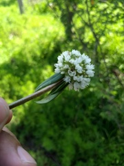 Spermacoce densiflora