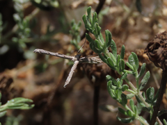 Agdistis americana