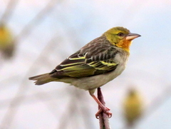 Ploceus cucullatus spilonotus