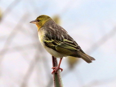 Ploceus cucullatus spilonotus