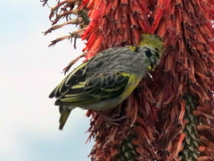 Ploceus cucullatus spilonotus