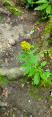 Solidago curtisii curtisii