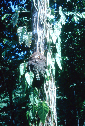 Philodendron hederaceum