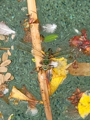 Anax junius