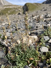 Artemisia genipi