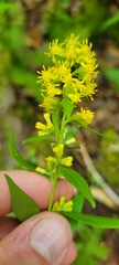 Solidago curtisii curtisii