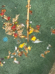 Anax junius