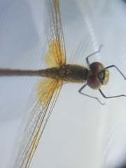 Sympetrum flaveolum