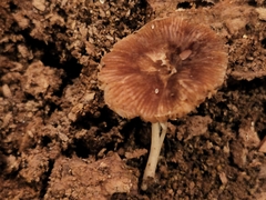 Pluteus seticeps