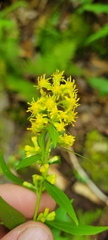 Solidago curtisii curtisii
