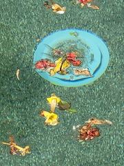 Anax junius