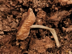Pluteus seticeps