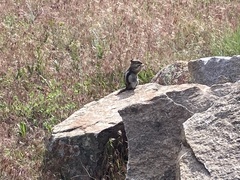 Callospermophilus lateralis lateralis