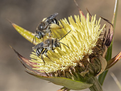 Tetraloniella hohmanni
