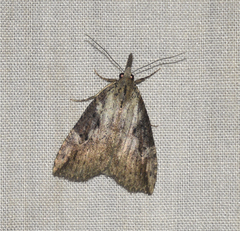 Hypena humuli