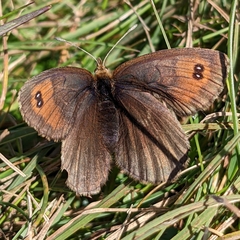 Erebia pronoe