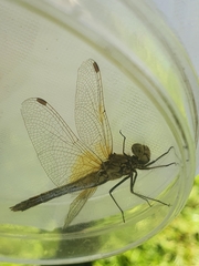 Sympetrum flaveolum