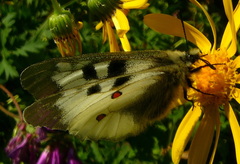 Parnassius nordmanni