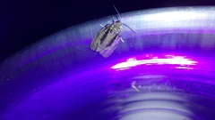 Cryptaspasma