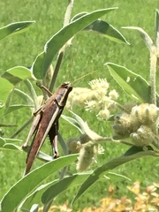 Schistocerca alutacea