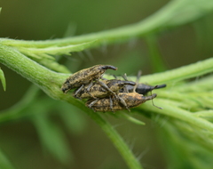 Lixus scrobicollis