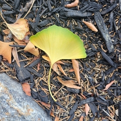 Ginkgo biloba
