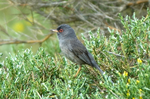 Marmora's Warbler, photo 5 of 10
