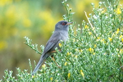 Curruca sarda
