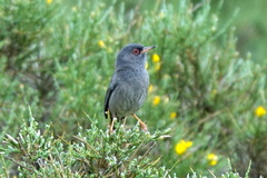 Curruca sarda