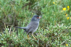 Curruca sarda