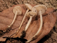Hemimycena cucullata