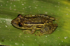 Scinax cuspidatus