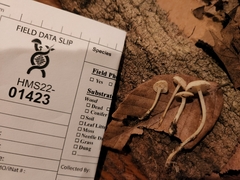 Hemimycena cucullata