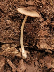 Volvariella nigrodisca