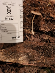 Volvariella nigrodisca