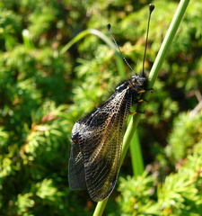 Libelloides ustulatus