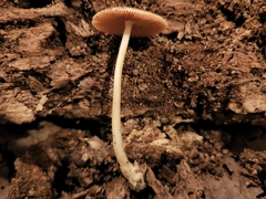 Volvariella nigrodisca