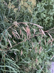 Bromus inermis