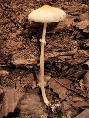 Agrocybe rivulosa