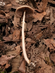 Agrocybe rivulosa