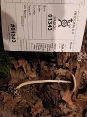 Agrocybe rivulosa
