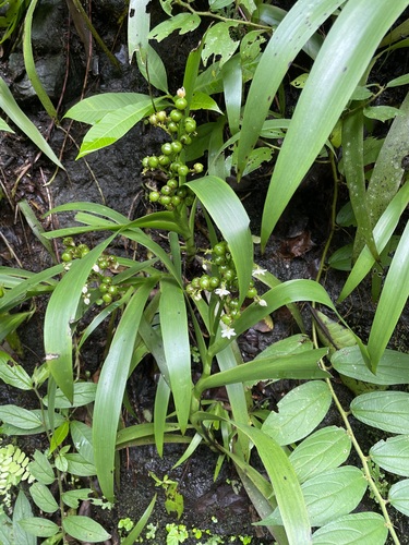Xiphidium caeruleum image
