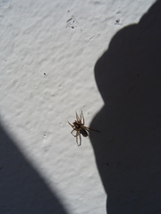 Textrix caudata