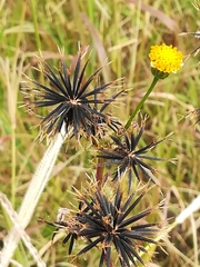 Bidens pilosa pilosa