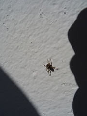 Textrix caudata