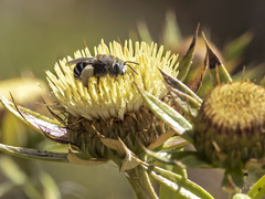 Tetraloniella hohmanni